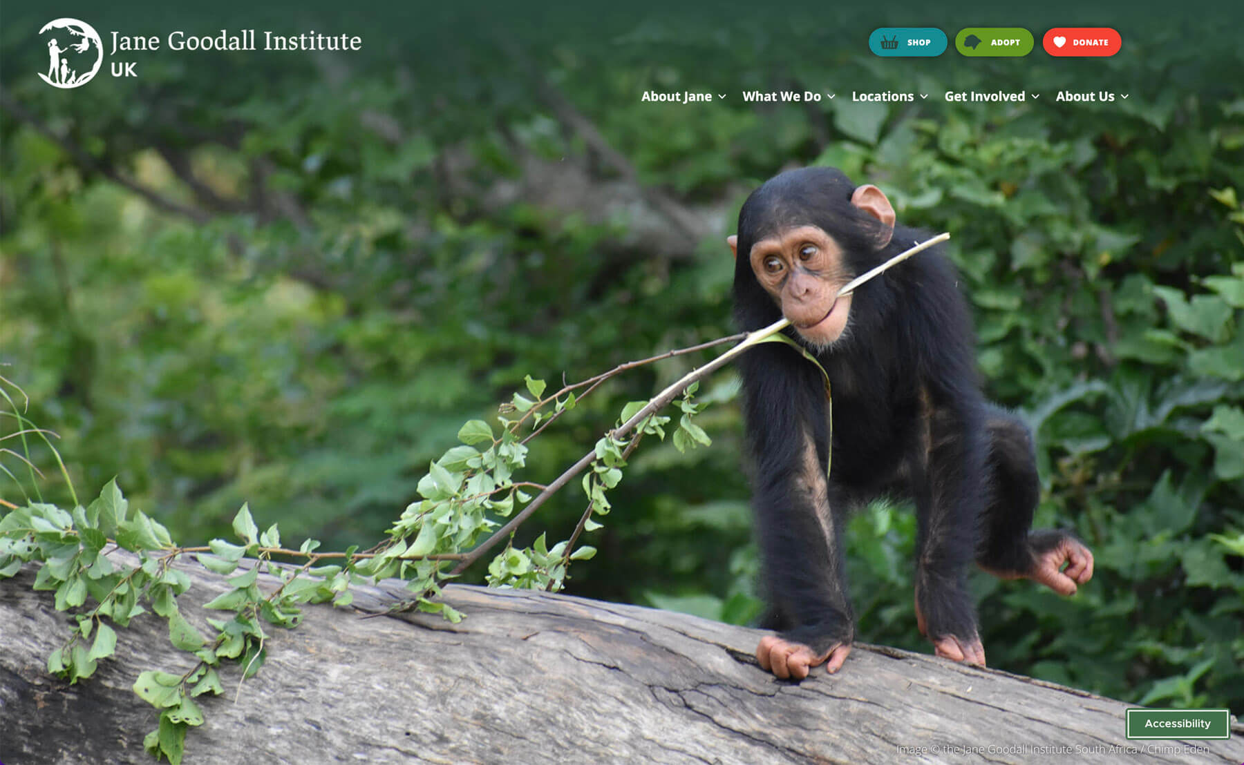 Jane Goodall Institute UK